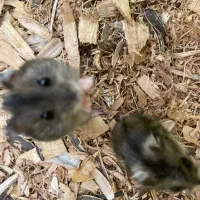 همستر کمپل|موش و خرگوش|تهران, نیروی هوایی (پیروزی)|دیوار