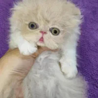 بچه گربه های اشرافی و زیبا|گربه|یزد, |دیوار