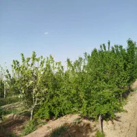 نظافتچی