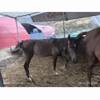 کره اسب مادیون درشوری روزگاری اصل و نسب دار|اسب و تجهیزات اسب‌سواری|شیراز, شهرک برف فروشان|دیوار