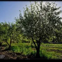 نگهبان باغ هندیجان جنوبی