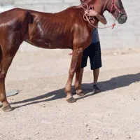 اسب