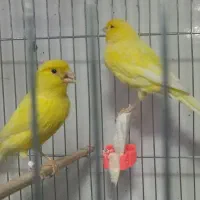 قناری یلوفکتور