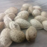 بادام درختی (خوراکی)|خوردنی و آشامیدنی|تهران, آرژانتین|دیوار