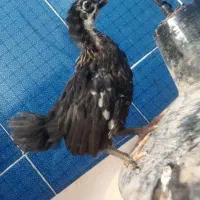 جوجه مرغ وخروس 1ماه|حیوانات مزرعه|بیرجند, |دیوار