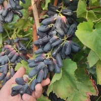 نهال خارجی لامبورگینی وموندراپ