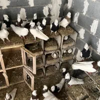 کبوتر طوقی کاکلی