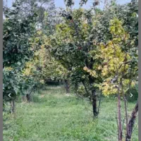 زمین باغ در روستای با صفای تار جاده کشه|فروش زمین و ملک کلنگی|نطنز, |دیوار