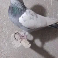 .سینه سبز|پرنده|شیراز, دینکان|دیوار