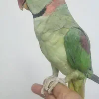 جفت شاه طوطی دستی