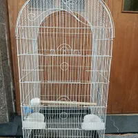 توجه ««قفس کاسکویی خیلی بزرگ عروس»»|لوازم جانبی حیوانات|گرگان, |دیوار