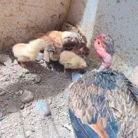 جوجه محلی همراه بامادر