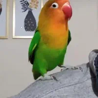 طوطی کوتوله برزیلی فول فول اهلی و دستی