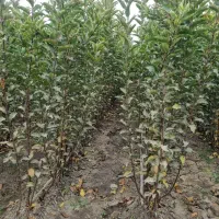 ارائه نهال سیب میراکل|خدمات باغبانی و درختکاری|خرمدره, |دیوار