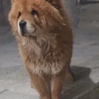 سگ چاوچاو