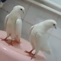 کبوتر