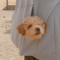 واگذاری توله نر پودل توی اصیل