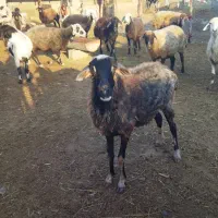 گوسفند بره داره . و ابستن|حیوانات مزرعه|سنگدوین, |دیوار