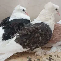 چهار عدد کبوتر جکسون|پرنده|مشهد, شهید احمدی روشن|دیوار