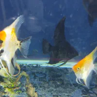 ماهی آنجل مولد جفت خورده