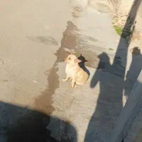 سگ پاکوتاه|سگ|شیروان (خراسان), |دیوار