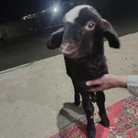 بره شیری|حیوانات مزرعه|جوکار, |دیوار