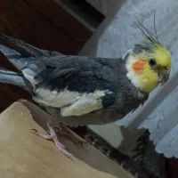 عروس هلندی نر دو عدد