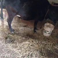 گاو حامله  باگوساله ماده