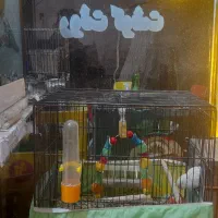 پرنده|پرنده|تهران, فلاح|دیوار