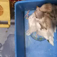 مرغ عشق مولد|پرنده|ملارد, |دیوار