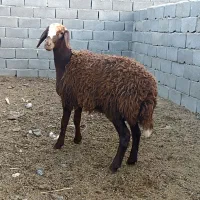 گوسفندمیش..۱۲ عدد کاور بره ماده پارسالی غزل افشار