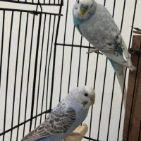 مرغ عشق رینبو  جوجه جمع کن