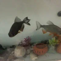 ماهی پیرانا