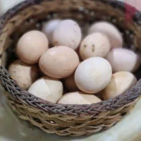 تخم لاری نطفه دار اصیل