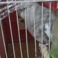 جفت عروس هلندی لوتینو و وایت