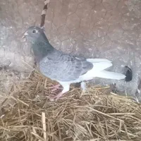 یک  کبوتر  سرور|پرنده|آبدانان, |دیوار