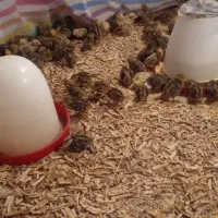 جوجه ۶ روزه بلدرچین