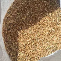 گندم|گل و گیاه طبیعی|شوش, |دیوار