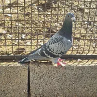 پلاکی ماده درجه یک|پرنده|آذرشهر, |دیوار