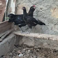 جوجه خروس مرغ محلی