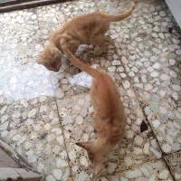 بچه گربه سه خواهر زیبا|گربه|رشت, حمیدیان|دیوار