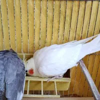 یک جفت عروس هلندی بالغ