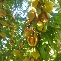 باغ 750متری پل زمانخان|فروش زمین و ملک کلنگی|فولادشهر, فولادشهر|دیوار