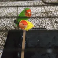 طوطی برزیلی جفت