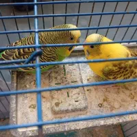 دو عدد مرغ عشق به فروش می‌رسد