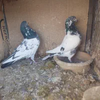 کبوتر پرنده