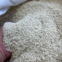 برنج طارم محلی و هاشمی گیلان (به قیمت کارخانه)|خوردنی و آشامیدنی|زنجان, |دیوار