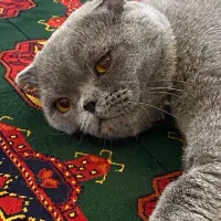 اسکاتیش نر جهت جفت‌گیری|گربه|گنبد کاووس, |دیوار