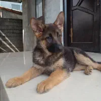 سگ ژرمن ۷ماهه ماده|سگ|بندر انزلی, طالب آباد|دیوار