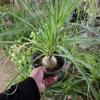 گل آپارتمانی لیندا یا دم اسبی